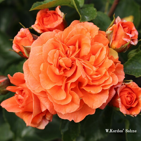 楽天市場 予約苗 バラ苗 オランジュリー 国産新苗4号ポリ鉢つるバラ Cl 返り咲き オレンジ系 4月下旬順次配送 バラ専門店 ザ ローズショップ