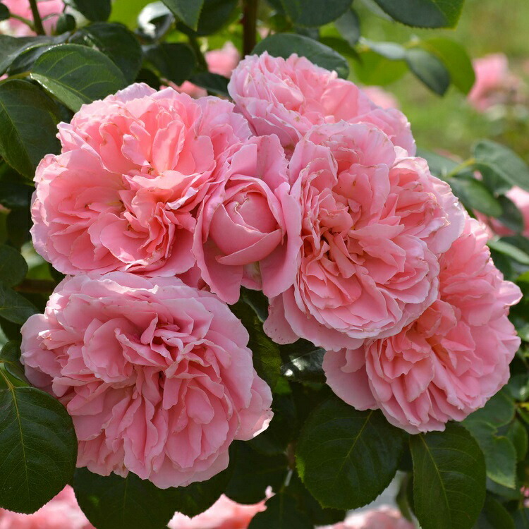 楽天市場】予約苗 バラ苗 【ライデンシャフト】 (大苗) つるバラ