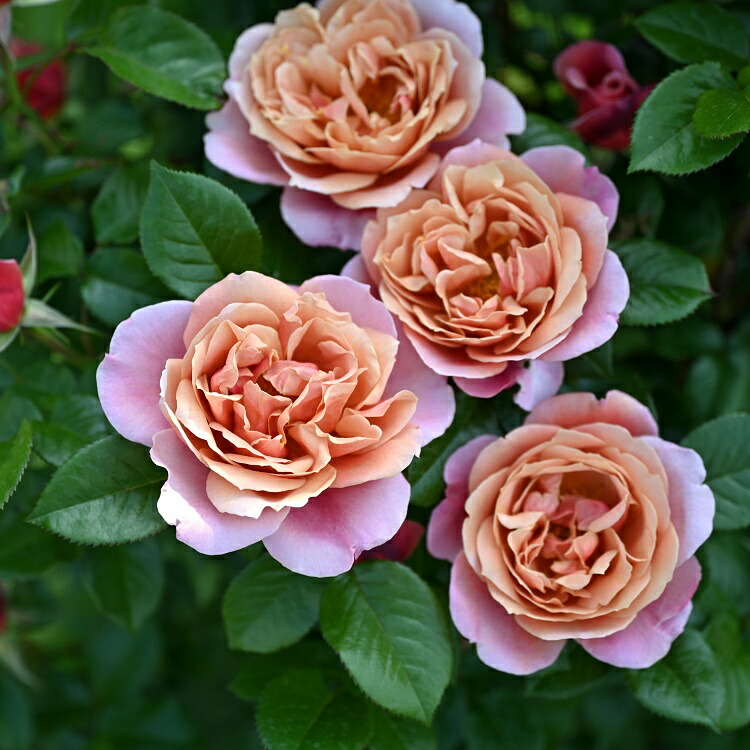 楽天市場】バラ苗 【パフューパープル】 (大苗) ハイブリッド