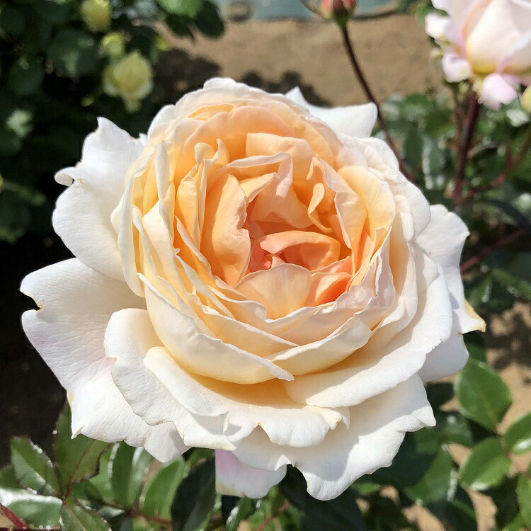 希少！入手困難Pommeryルイーズの壁飾り※参考流通価格15万 価格相談歓迎】希少！入手困難Pommeryルイーズの壁飾り※参考流通