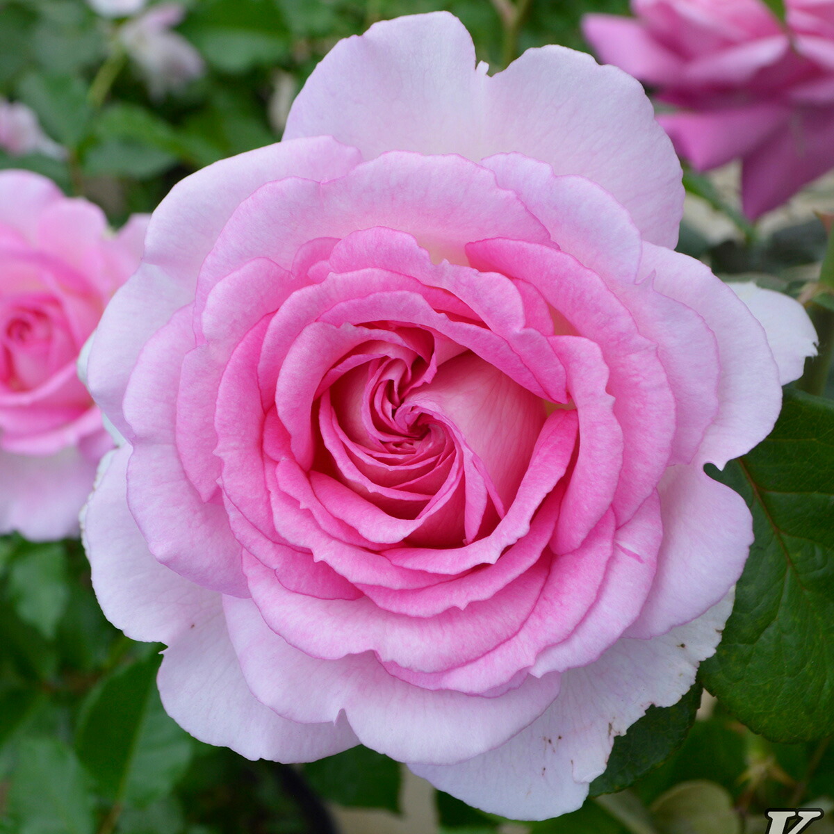 楽天市場】予約販売 バラ苗 バラ大苗 コルデス アダージョ 品種登録