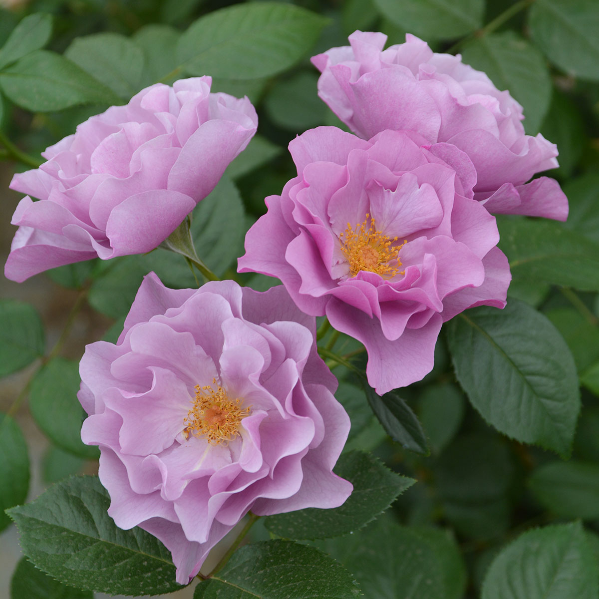 楽天市場】予約苗 バラ苗 【パルミラ】 (大苗) フロリバンダ 四季咲き