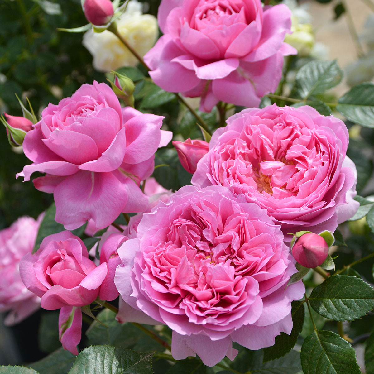 バラ売りします rose-primavista.jpg