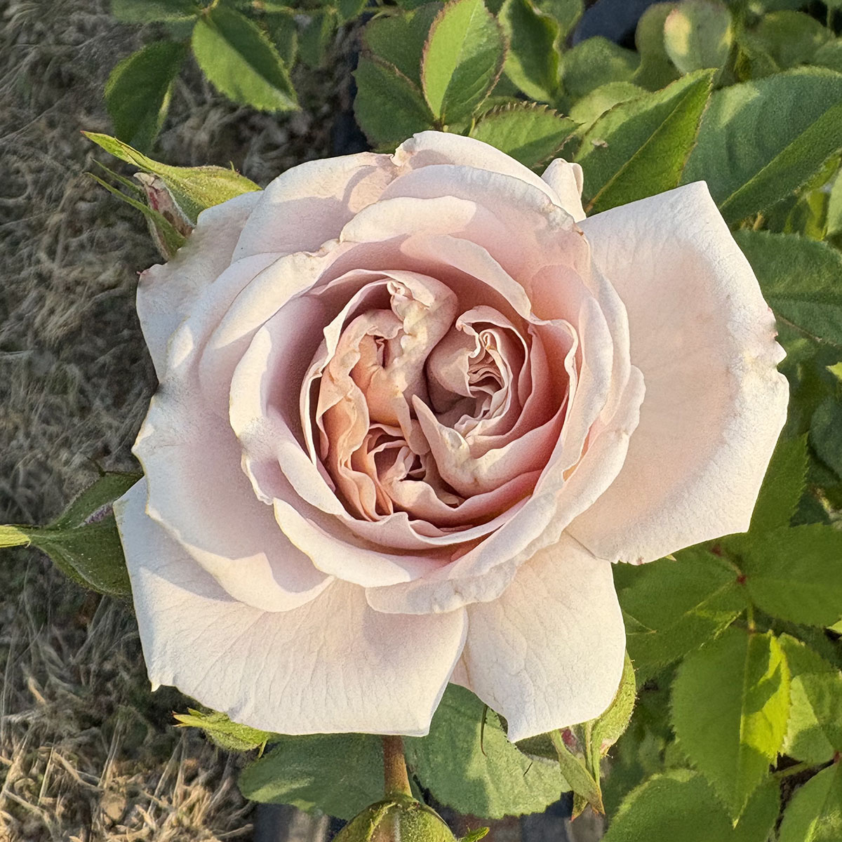 楽天市場】バラ苗 【2025年 福苗 Rose for You 大苗 3鉢セット