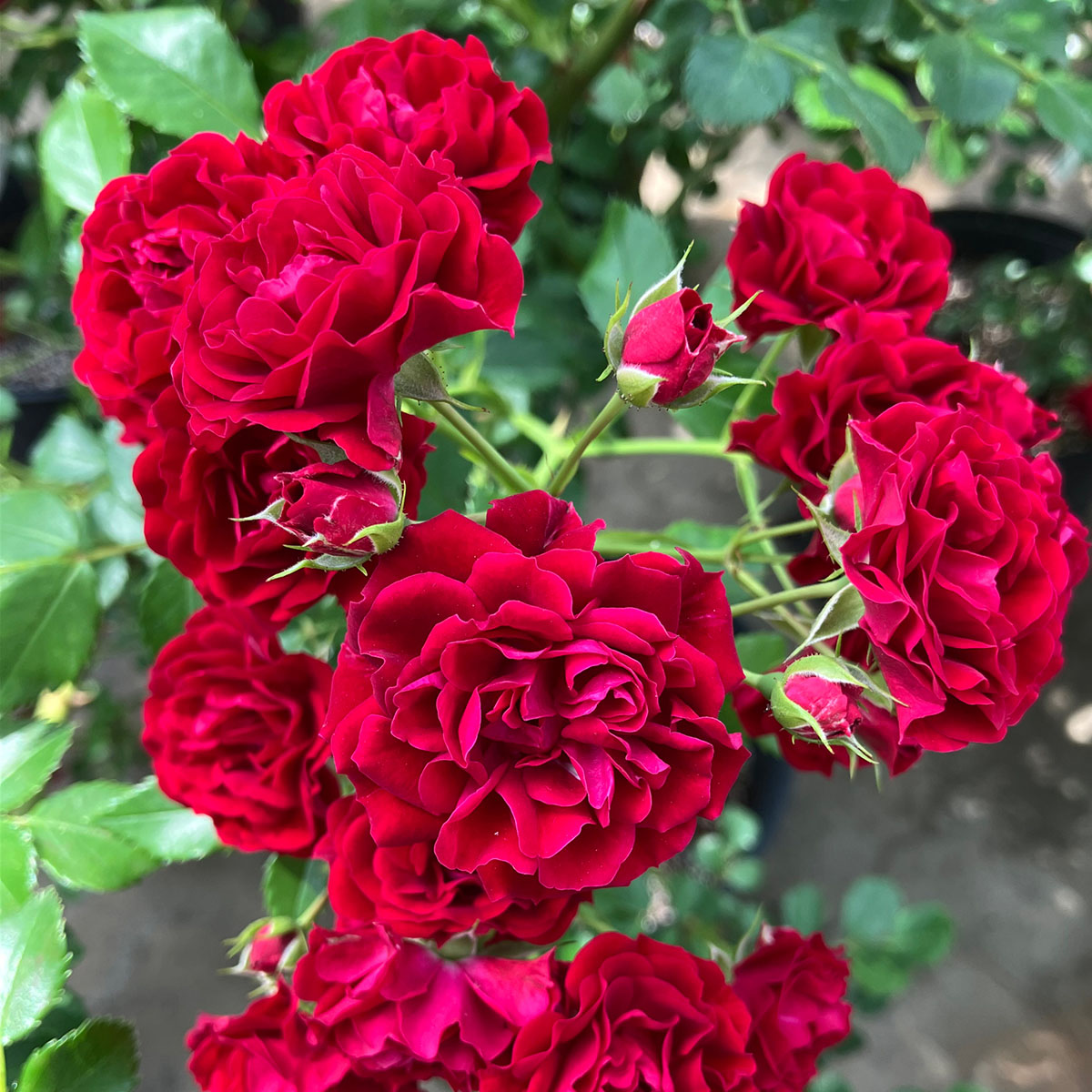 rose-crimsonsiluetta.jpg