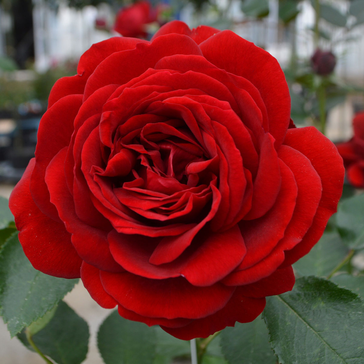 楽天市場】四季咲きバラ苗 【ライデンシャフト （CL）】 2年生大苗