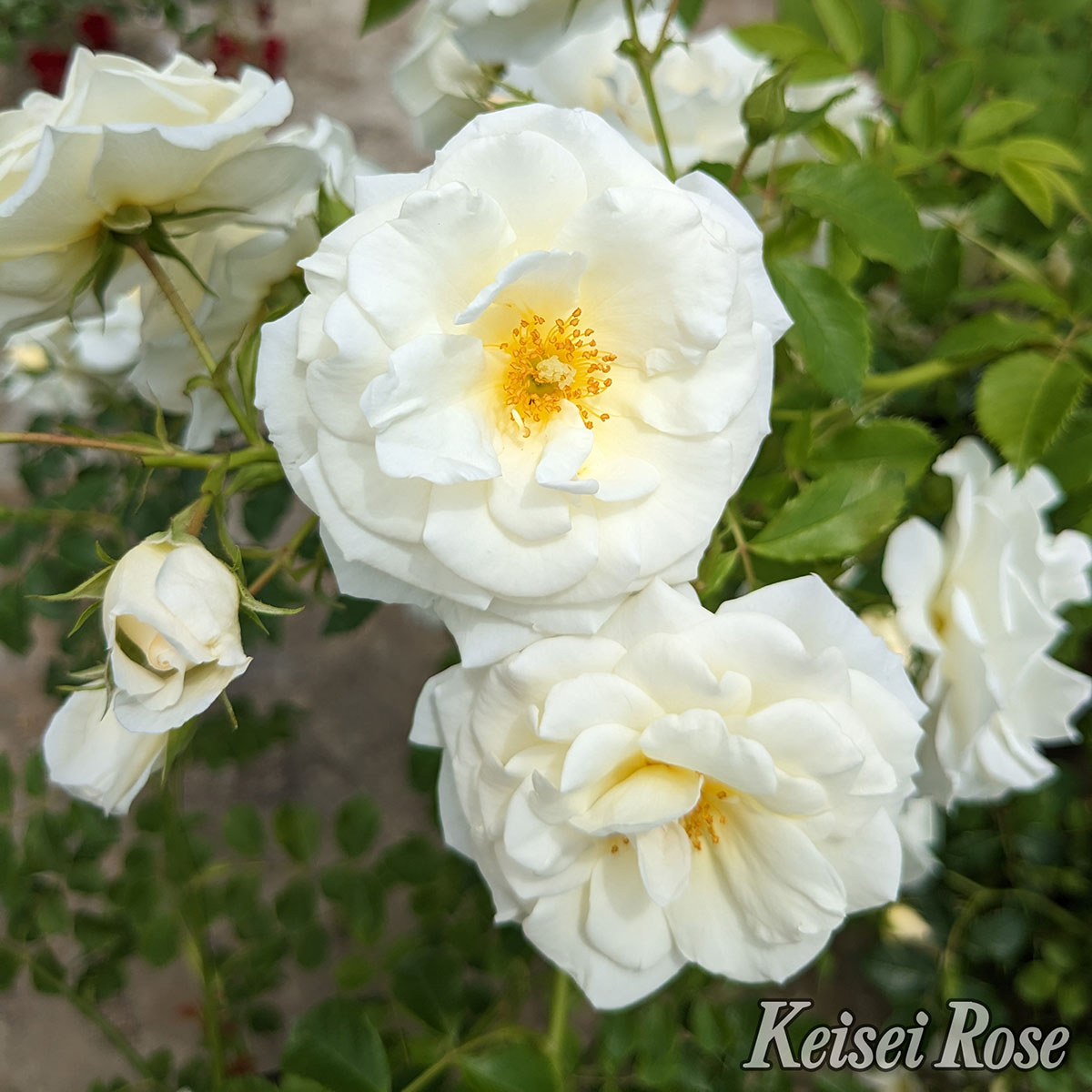 ⭐つる薔薇・ 四季咲荒城の月⭐ Amazon.co.jp: 予約販売 バラ 苗 バラ 新苗 つるバラ 荒城の月