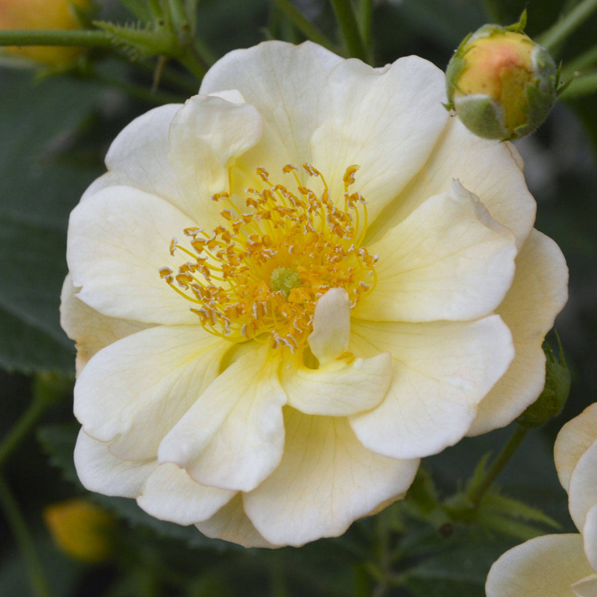 楽天市場】つるバラ苗 【サニーシルエッタ （CL）】 2年生大苗 登録