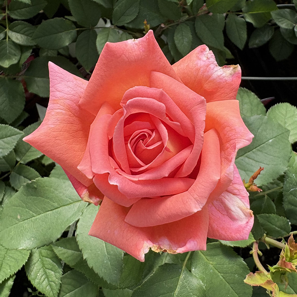 楽天市場】バラ苗 【トロピカルサン】 (大苗) ハイブリッド