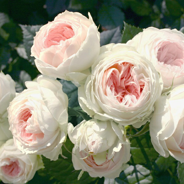 薔薇苗 imgrc0099907698.jpg