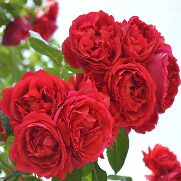 楽天市場】【バラ苗】 フロレンティーナ 3年生長尺1.5m苗 大型宅配便