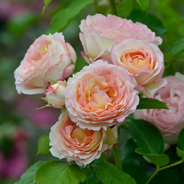 楽天市場】バラ苗 【つるミミエデン】 (大苗) つるバラ 返り咲き 複色