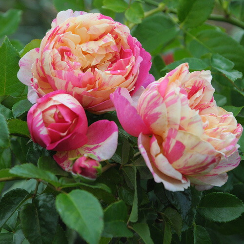 バラ苗　　激レア海外種　流通無し 冬季大苗】バラ苗 アレキサンドラダビッドニール 国産苗 6号鉢植え品