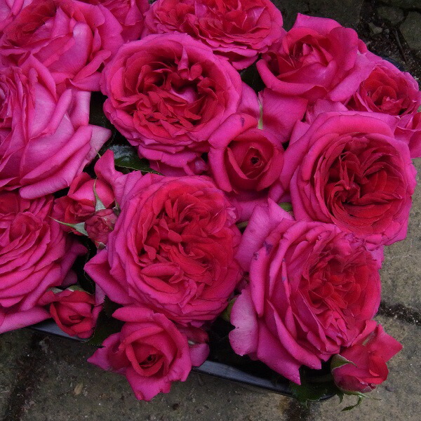 楽天市場】バラ苗 【パフューパープル】 (大苗) ハイブリッドティー