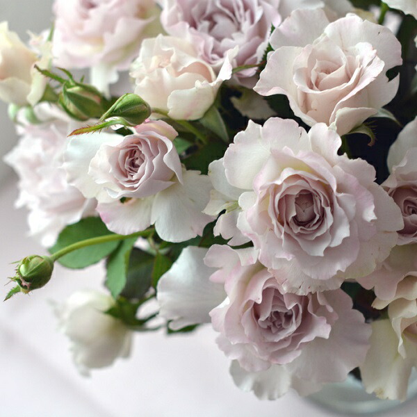 楽天市場】バラ苗 【シュセット】 (大苗) ハイブリッドティー 四季咲き