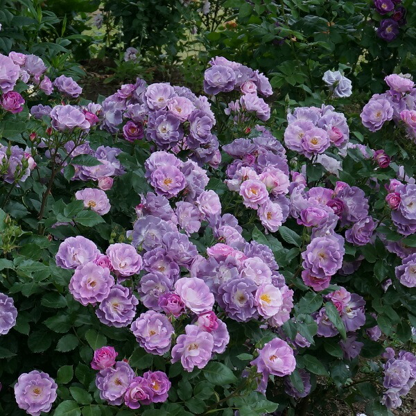 楽天市場 バラ苗 ブルーフォーユー 国産大苗6号スリット鉢フロリバンダ Fl 四季咲き中輪 紫系 ワーナーズローゼス バラ専門店 ザ ローズショップ