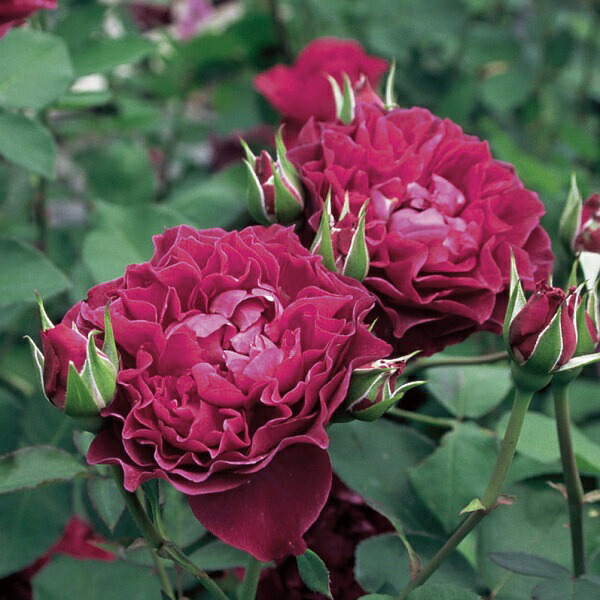 市場 バラ苗 四季咲き中輪 国産新苗植え替えオリジナル角鉢7号 ベルベティトワイライト