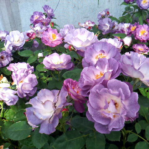 楽天市場 バラ苗 ブルーフォーユー 国産大苗6号スリット鉢フロリバンダ Fl 四季咲き中輪 紫系 ワーナーズローゼス バラ専門店 ザ ローズショップ