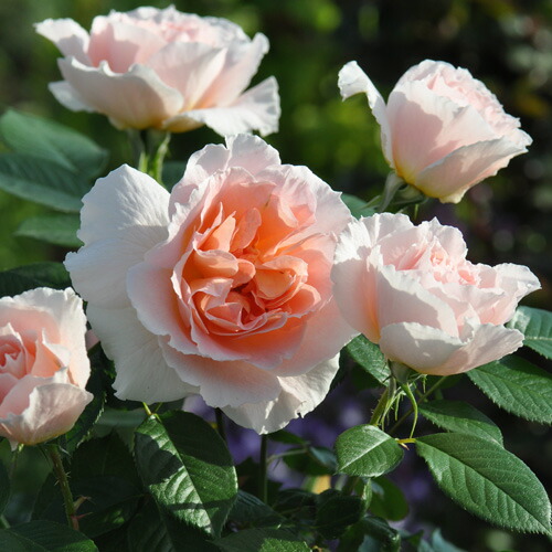 春夏新作モデル 大苗 プリンセスシャルレーヌドゥモナコ バラ苗 強香 苗 薔薇 強健 植物 観葉植物