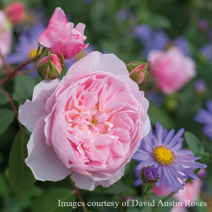 楽天市場】【ブラックフライデー ポイント10倍！】 予約苗 バラ苗