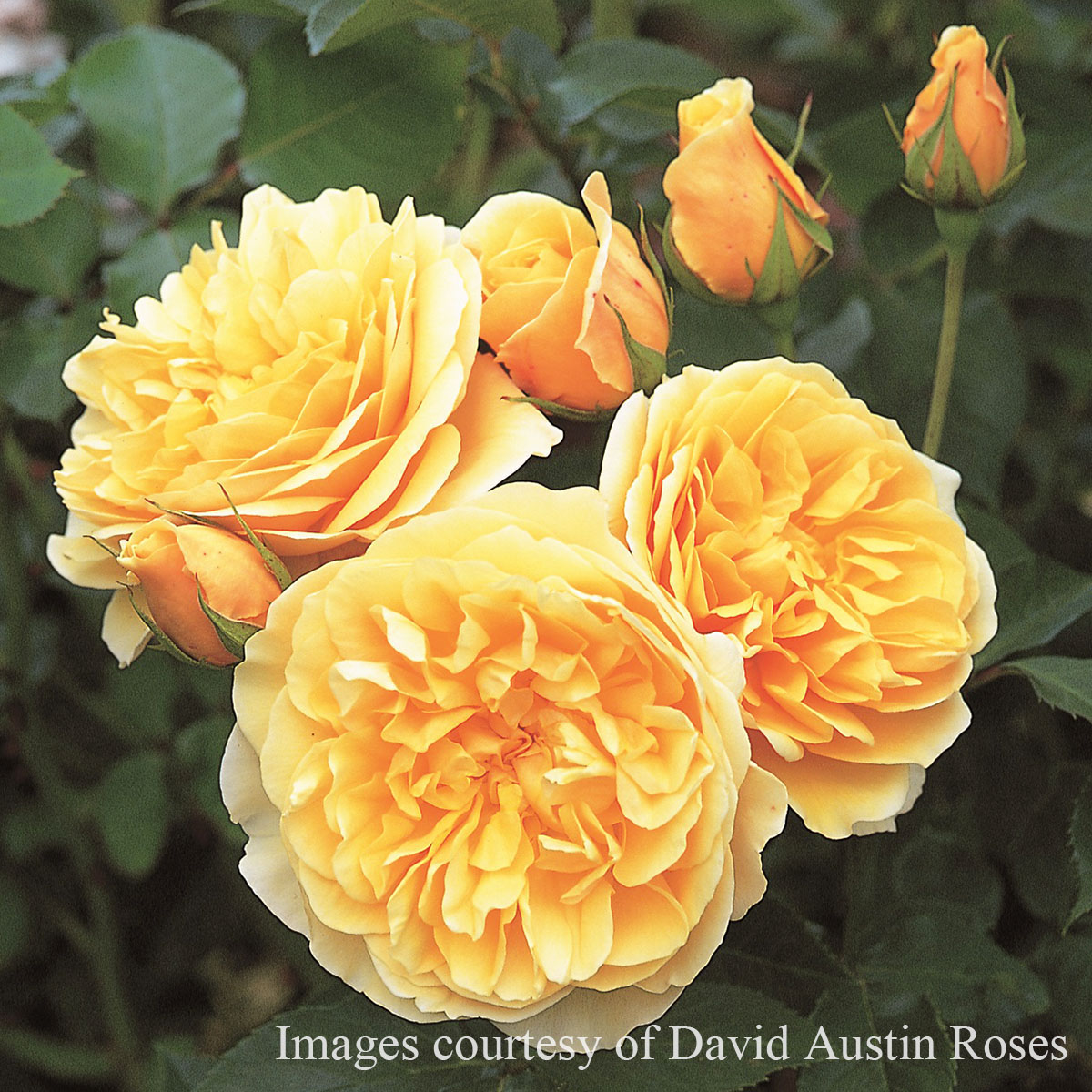 楽天市場】【予約品】 バラ苗イングリッシュローズ大苗 グラハム