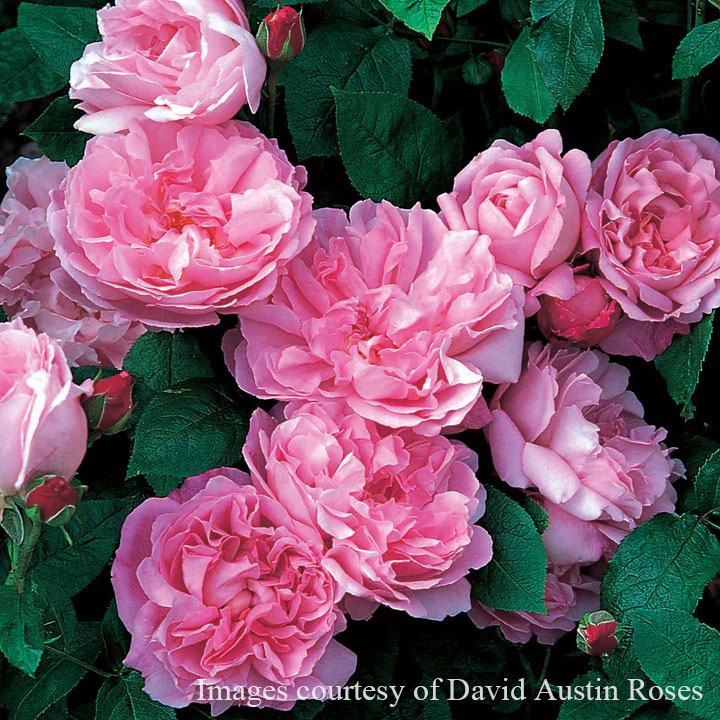 楽天市場】バラ苗 【メアリーローズ】 (大苗) シュラブ 半つる性