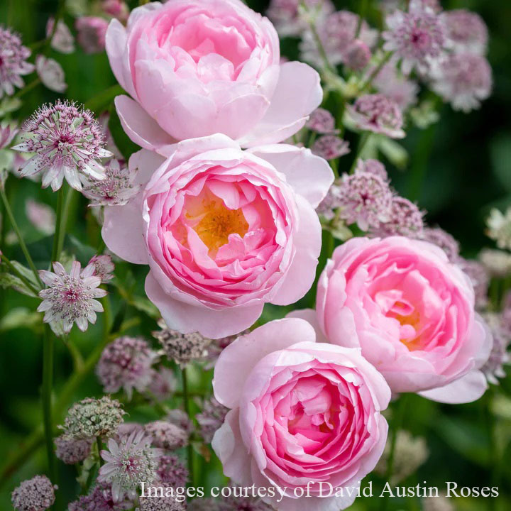 楽天市場】バラ苗 イングリッシュローズ 【セプタードアイル 中輪