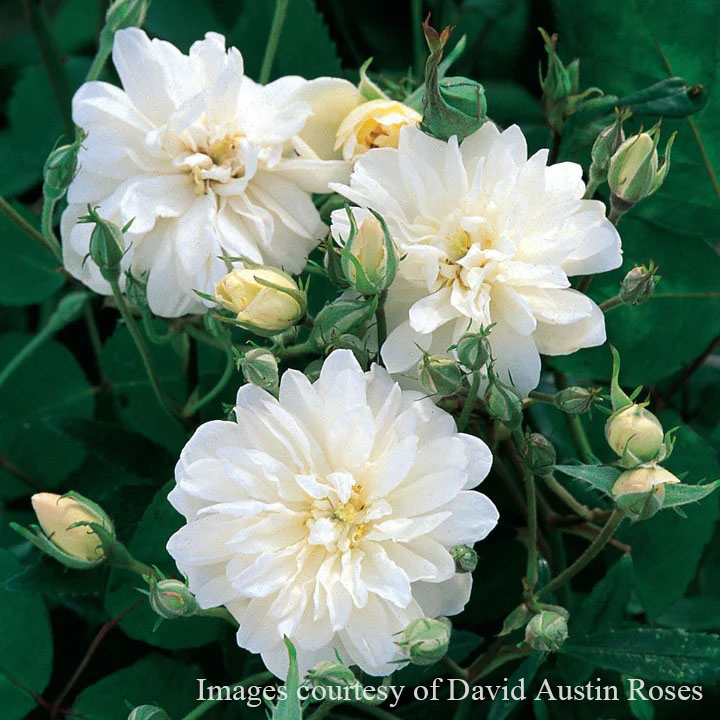 rose-snowgoose2.jpg