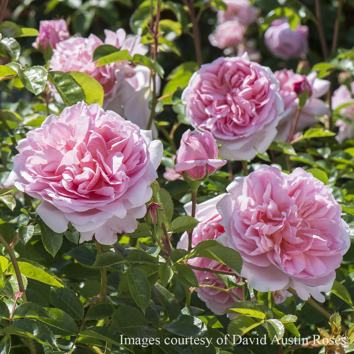 楽天市場】バラ苗 【桜衣 (さくらごろも)】 (大苗) つるバラ 返り咲き