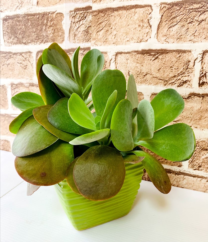 多肉植物 鉢植え 観葉植物 室内 植物 ギフト 室内 プレゼント 人気 おしゃれ かわいい Educaps Com Br