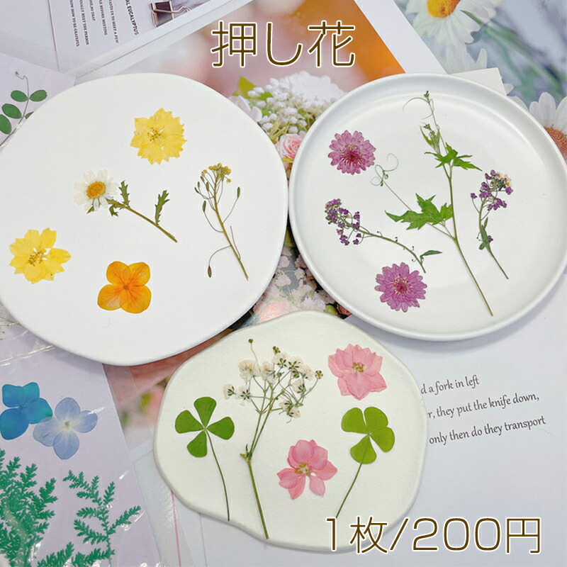 楽天市場】押し花 真空パックドライフラワー デコパーツ 貼り絵