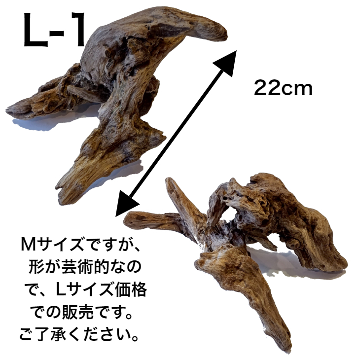 楽天市場 流木 L 大 送料無料 天然流木 形が選べる 流木 ディスプレイ 自然 国産 Diy 水槽 インテリア 直線 株 塊 アクアリウム 店舗 什器 送料込み 流木 アク抜き済 乾燥 大 中 小 S 流木 特大 日本産 曲 まっすぐ