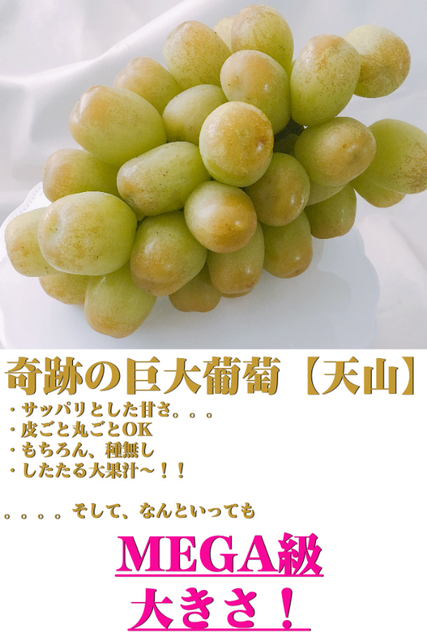 楽天市場 バレンタイン ギフト100円off 奇跡の巨大葡萄 天山 1房 1300g以上 贈答箱 ぶどう 岡山 フルーツ 女友達 送料無料 贈り物 ギフト ワイン ぶどう 桃 ギフトのrqm