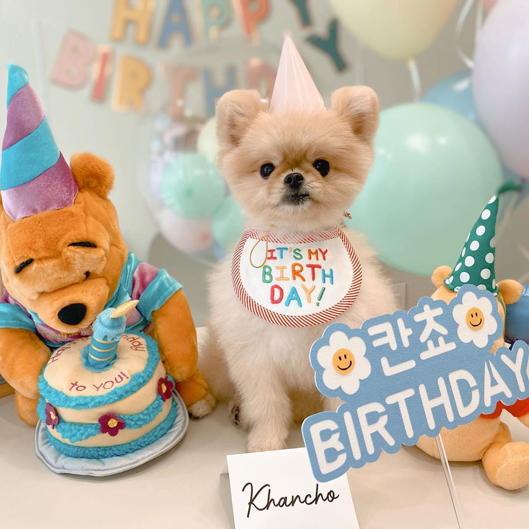 犬用スタイ 誕生日 犬 猫 ハッピーバースデー 新版 わんこ お祝い 写真 撮影 スタイ コスプレ 1000円ポッキリ 犬用品 ペットグッズ 洋服  可愛い 小型犬 首掛け