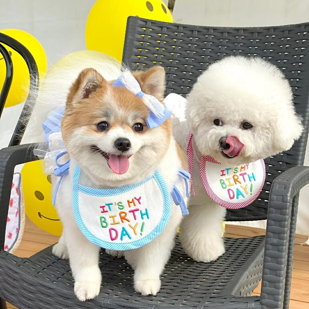 市場 犬用スタイ コスプレ ハッピーバースデー 誕生日 写真 わんこ 撮影 お祝い 猫 犬