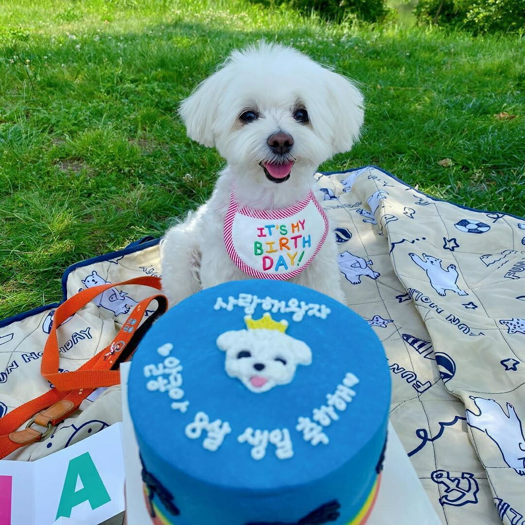 犬用スタイ 誕生日 お祝い 写真 わんこ 犬 猫 撮影 ハッピーバースデー コスプレ