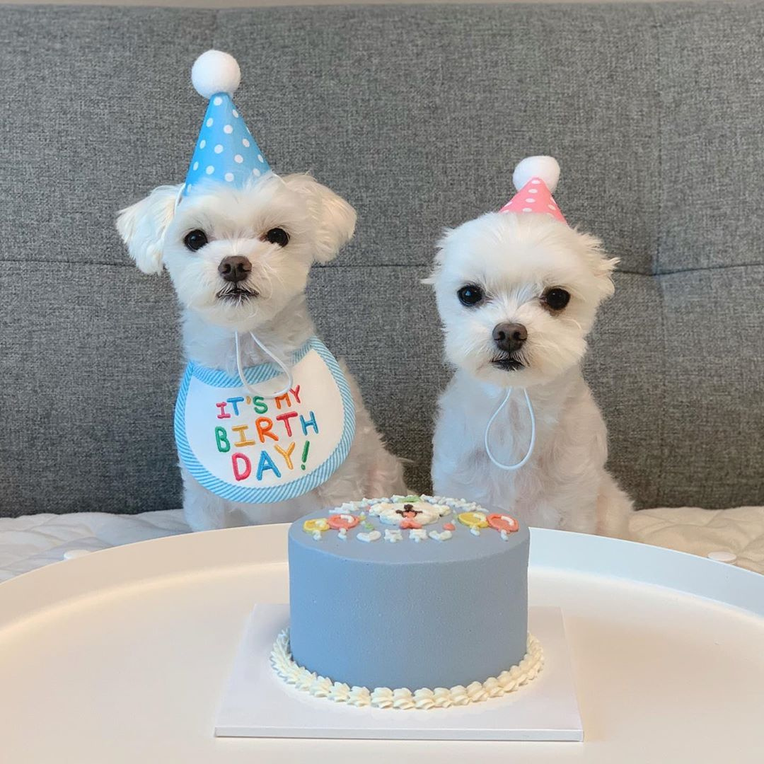 新品、本物、当店在庫だから安心】 447 バースデースタイ 帽子 犬 ペット用 被り物 お祝い 誕生日 撮影