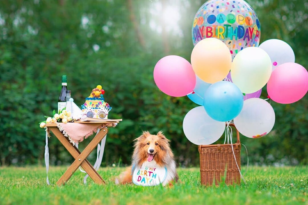 市場 犬用スタイ 誕生日 撮影 お祝い 猫 コスプレ わんこ ハッピーバースデー 犬 写真 市場 犬用スタイ 誕生日 撮影 お祝い 猫 コスプレ わんこ ハッピーバースデー 犬 写真