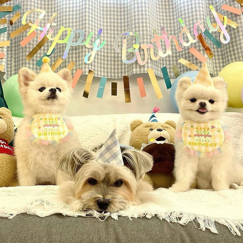 犬用スタイ 誕生日 撮影 お祝い わんこ 写真 犬 コスプレ 猫 ハッピーバースデー