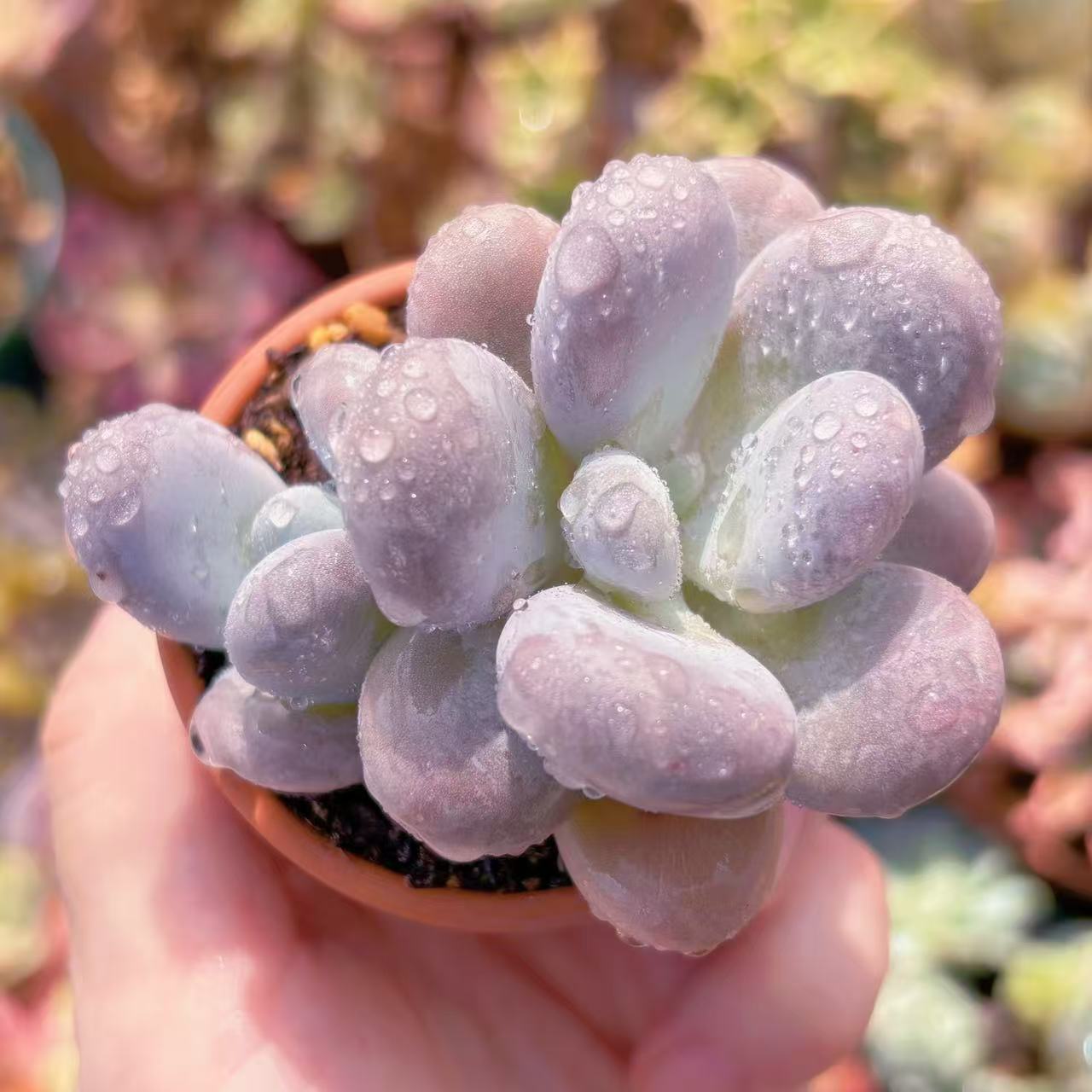 楽天市場】多肉植物 caエリオスペルマム sp. 実生 ケープバルブ 1215