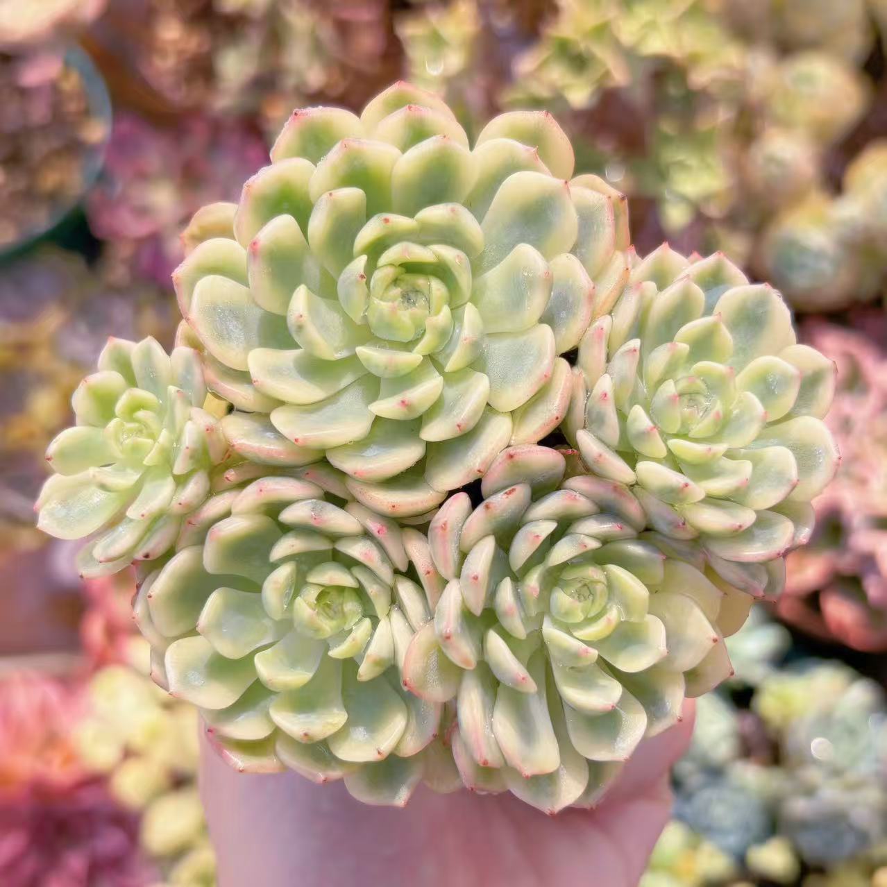 多肉植物 ホワイトプリンス錦 ホワイトプリンス錦 多肉植物