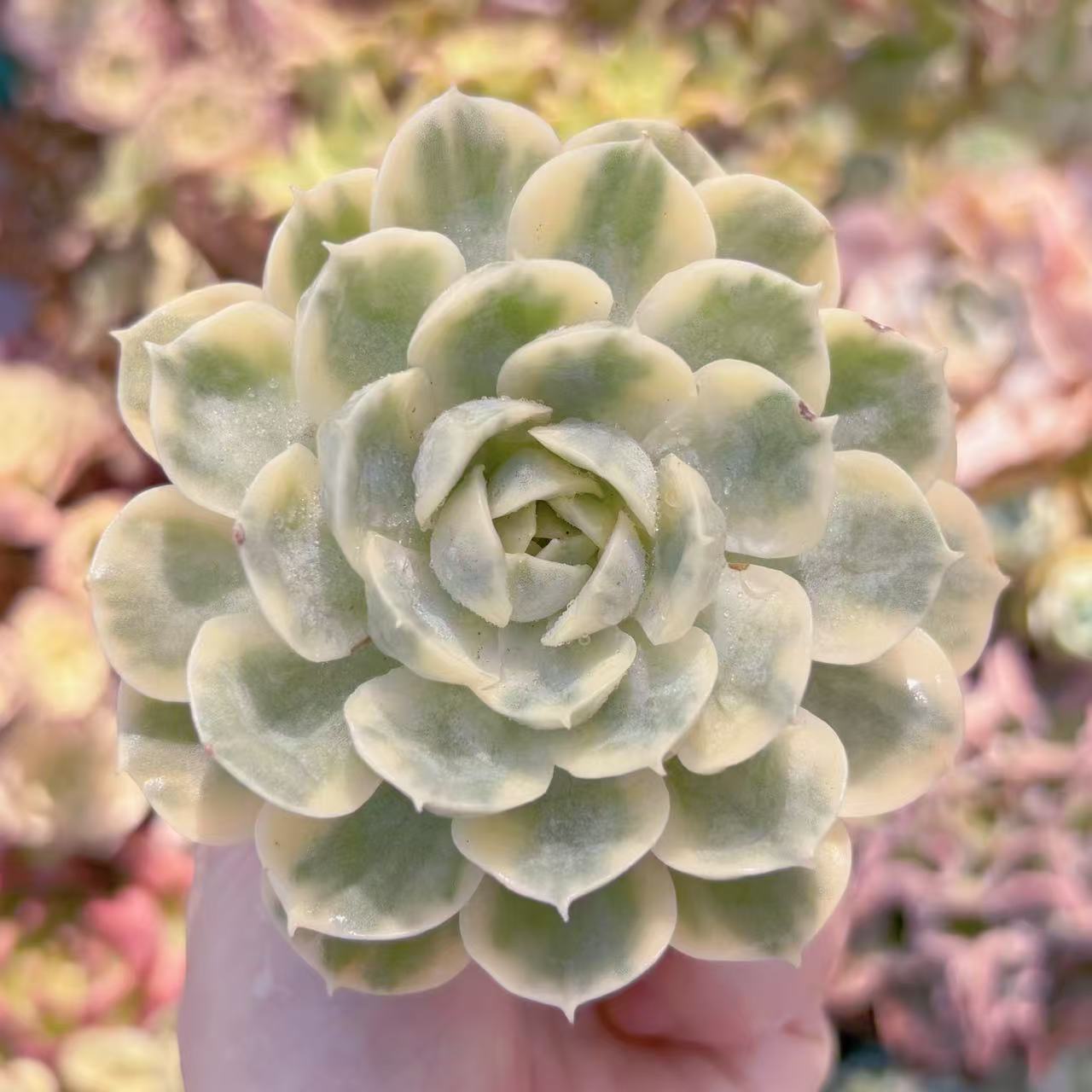 楽天市場】多肉植物 オンスロー錦(中) 新入荷 るる農園 観葉植物 