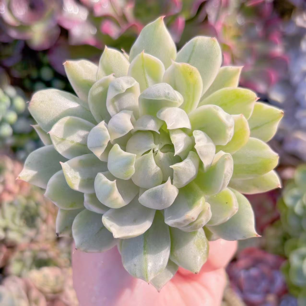 |꒳`*ᔨ﻿ぁずぃる　エリオスペルマムセット 楽天市場】多肉植物 caエリオスペルマム sp. 実生 ケープバルブ 1215