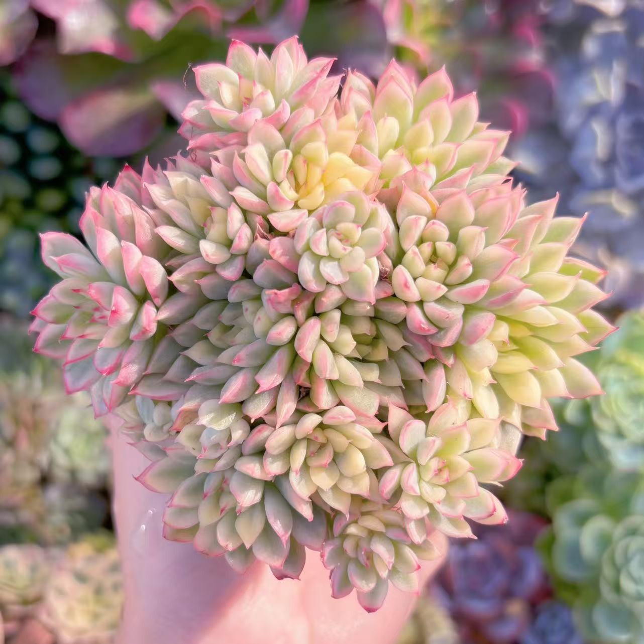 楽天市場】多肉植物 アエオニューム 愛染錦苗 多肉女子 タニクショク