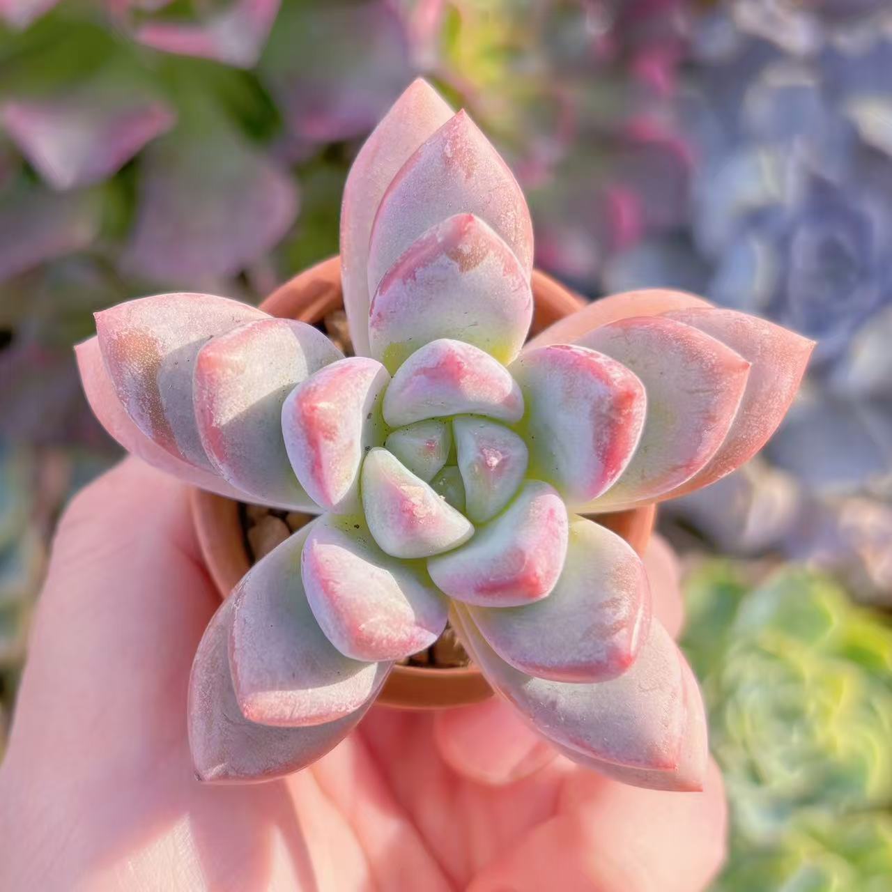 楽天市場】【1号苗】 多肉植物 エケベリア （ブルーアップル） 1