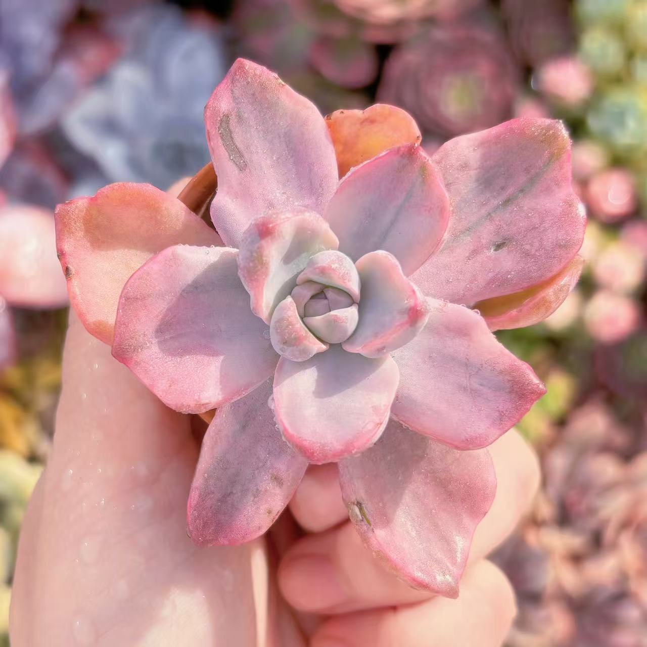 楽天市場】多肉植物 レーマニー錦 6cmポット 観葉植物 インテリア ejr