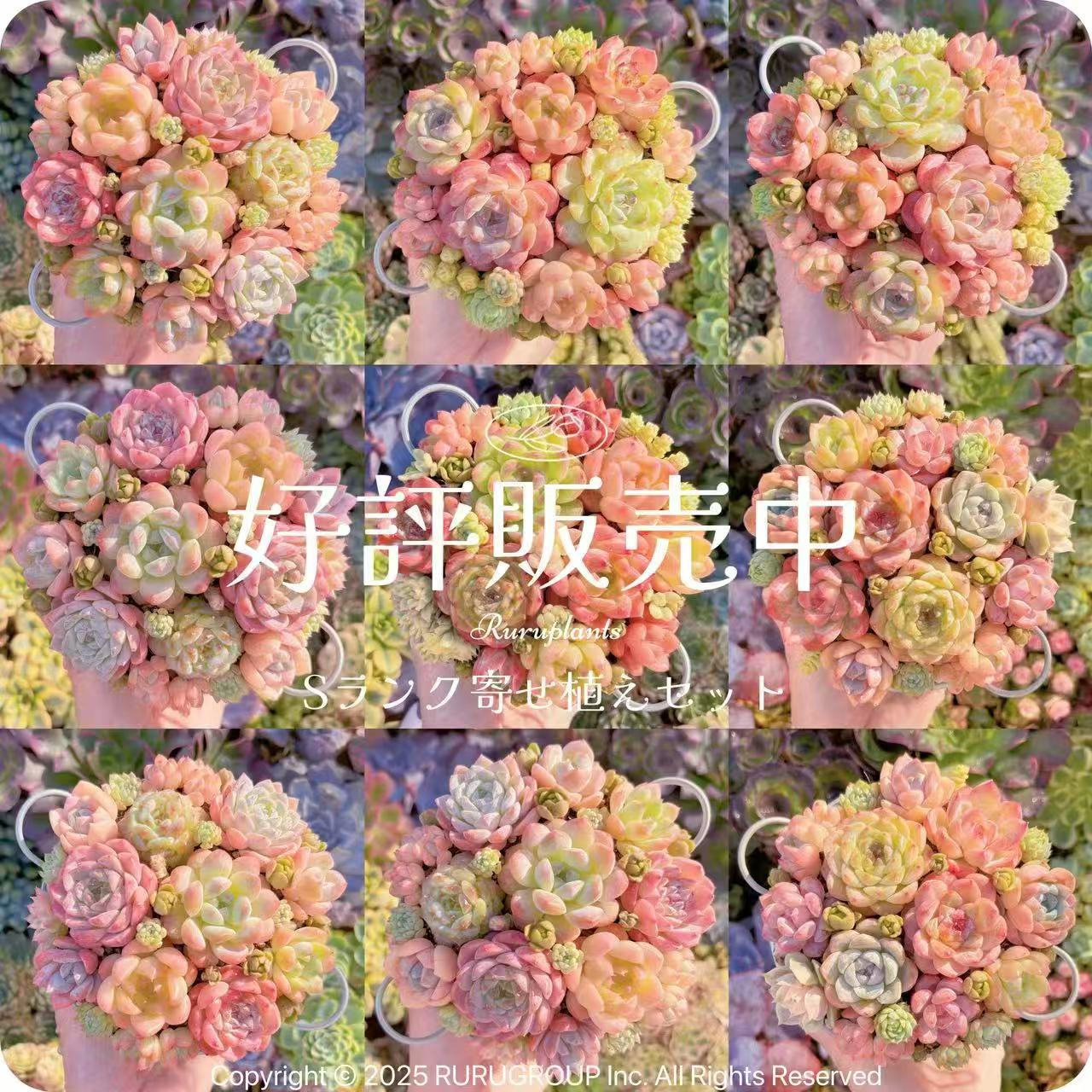 楽天市場】＜るる農園2026福袋＞5千円 多肉植物 初心者向け 新入荷