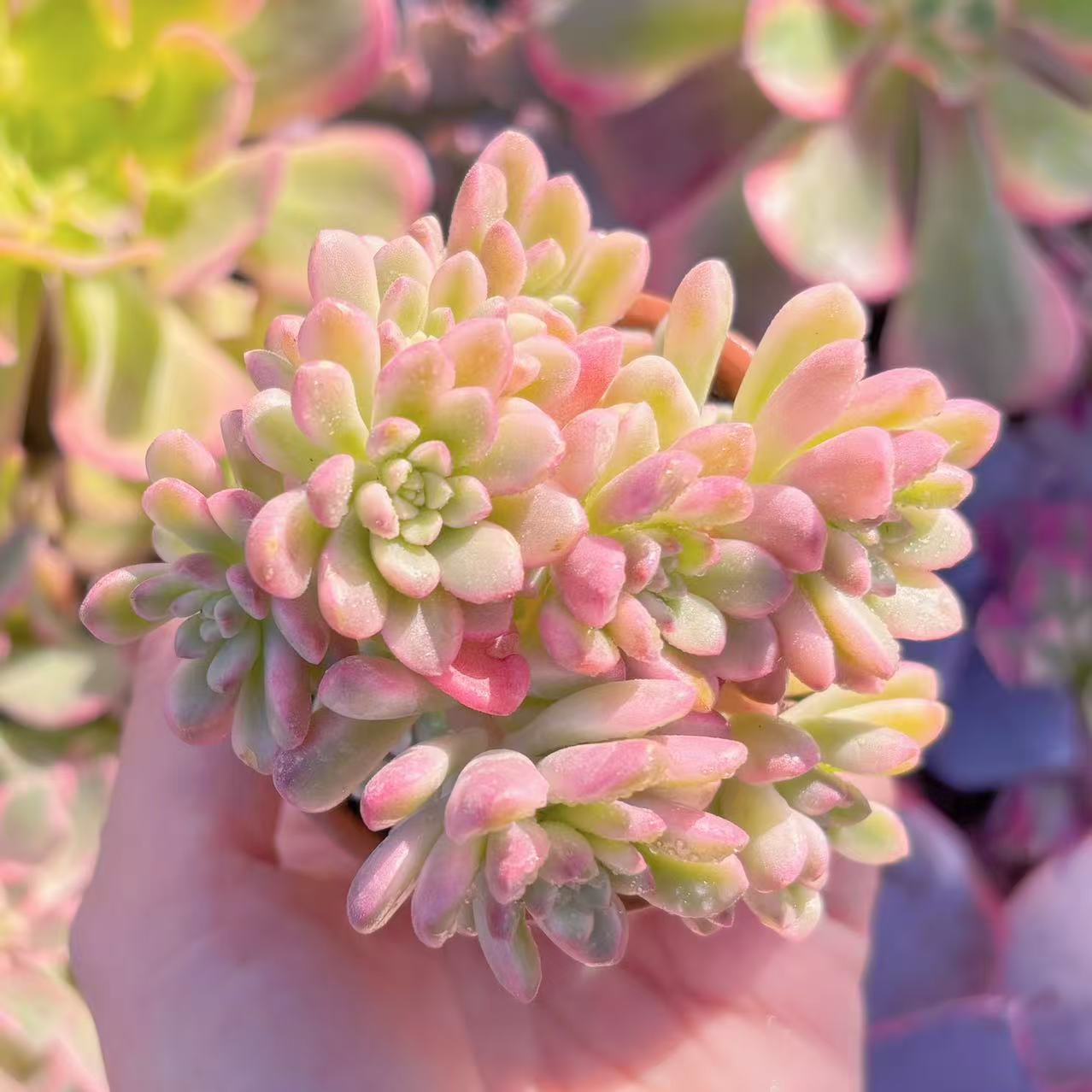 楽天市場】多肉植物 ジョイスタロック錦 群生 新入荷 るる農園 観葉