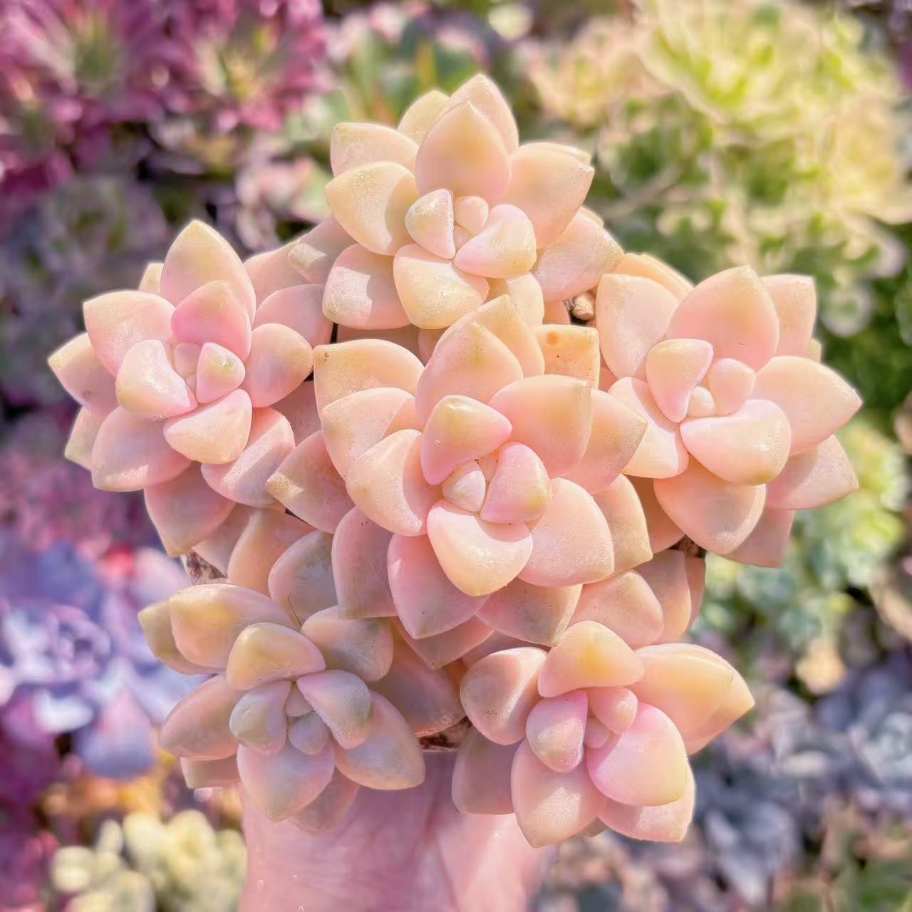 アメチス錦　確認お願い致します！。多肉植物 taniku200802i.jpg?fit=750,500&