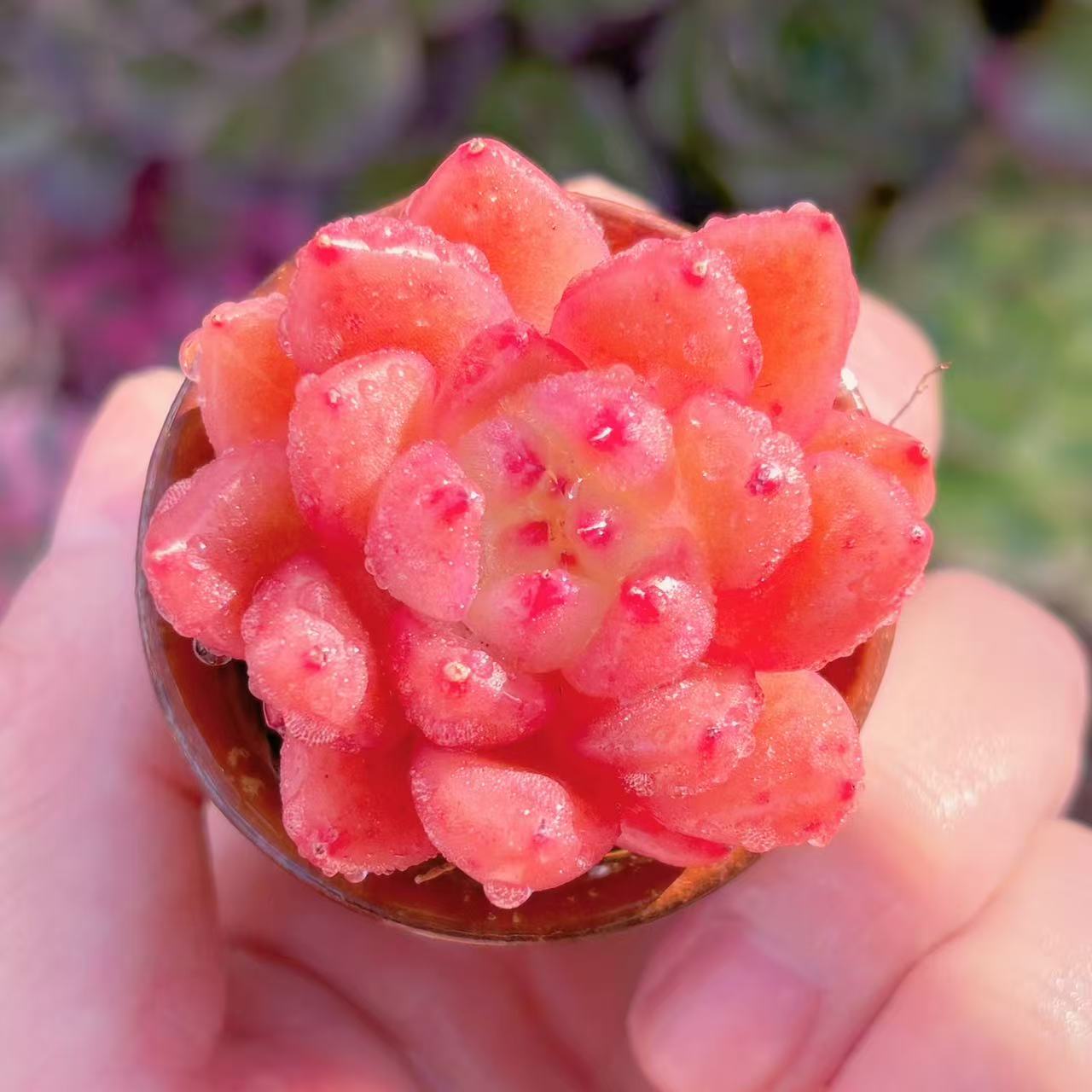 楽天市場】多肉植物 caエリオスペルマム パラドクサム グリーン